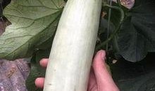 网红吃瓜更新,揭秘娱乐圈最新热点事件